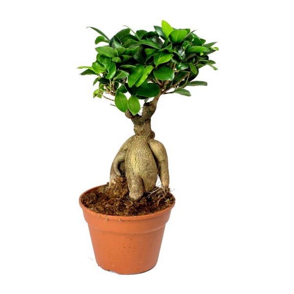 Ficus Bonsai (trunk weight: 500 gram) Plant
